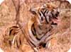 Ranthambore Tour India