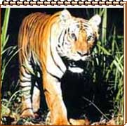 Wildlife Safari In India