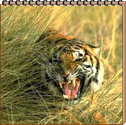 Ranthambore - A Tiger Retreat