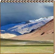 Double humped Bactrian Camel - Ladakh