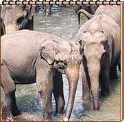 India Wild Life