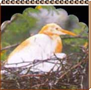 Palace on Wheels - Bharatpur