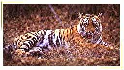 Royal Bengal Tiger