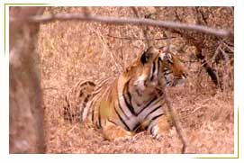 Ranthambore Tiger Reserve