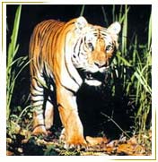 Wildlife in India