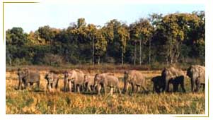 India Wildlife Tours  Wildlife Tours In India